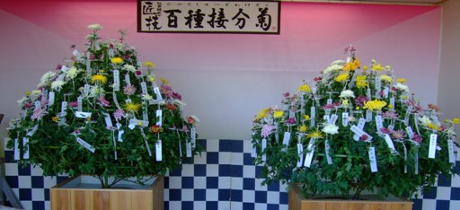 ＜百種接分菊＞静岡市へ出張！