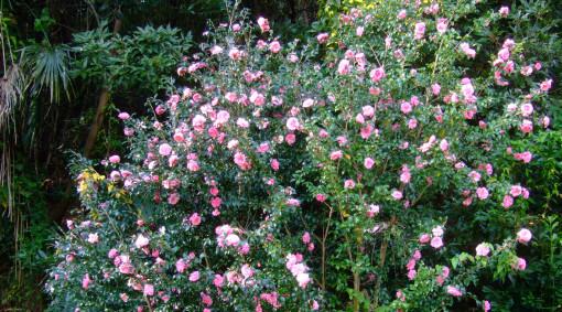 「花・花・花」今週末の見どころ