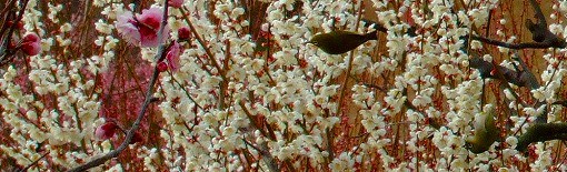 梅と菜の花と「ウナギイヌ」