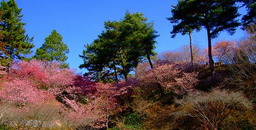 「梅＆桜」の開花情報