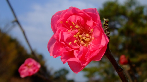 “梅”開花一番乗りは「八重寒紅」