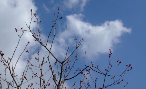 “梅”開花一番乗りは「八重寒紅」