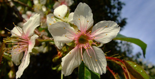 珍しい桜《ヒマラヤザクラ》開花！