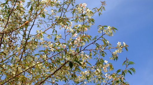 珍しい桜《ヒマラヤザクラ》開花！