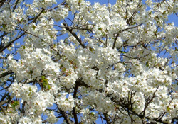 「桜」開花情報