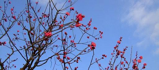 「梅」＆「桜」の開花情報