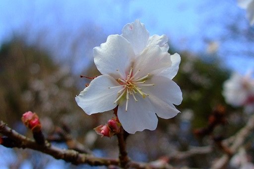 「梅」＆「桜」の開花情報