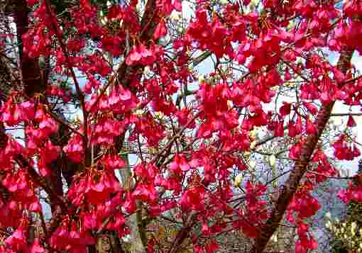 湊桜・カンヒザクラ・早咲大島　満開！