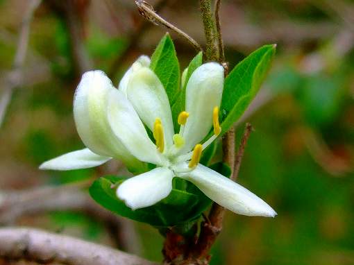 春の花「ヒョウタンボク」