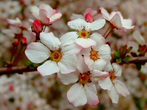 春の花「ユキヤナギ」