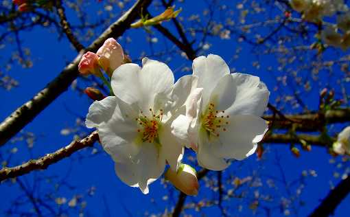 桜リレー「天城吉野」開花