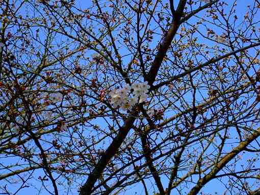 桜まつり＆チューリップフェア