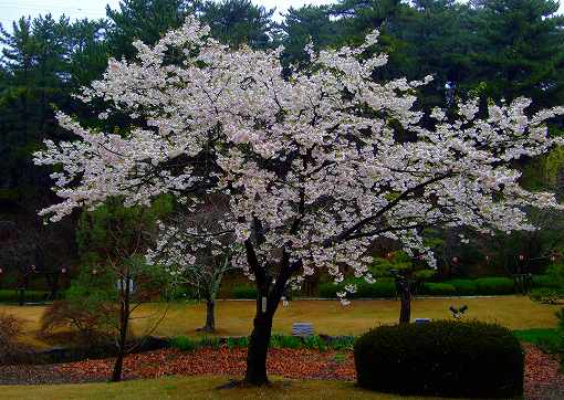 桜「開花情報」