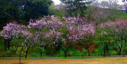 桜「開花情報」