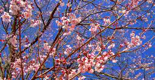 桜リレー「江戸彼岸」