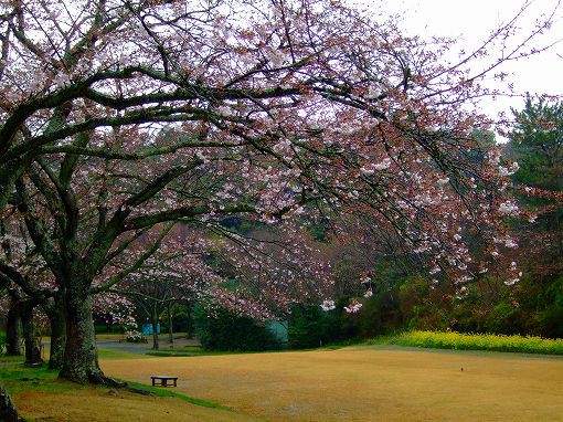 朝の「桜」四景