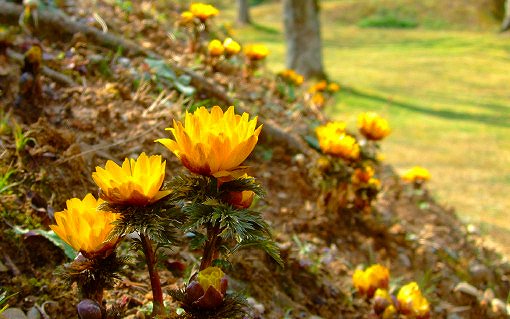 春は「福寿草」