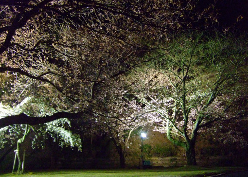 夜桜　三景　