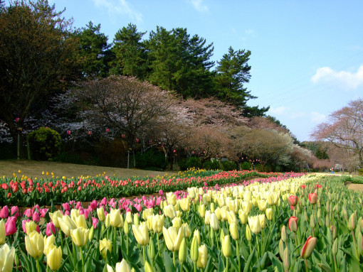 ３月２７日ご来園のお客様　