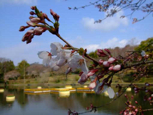 朝の「桜」四景