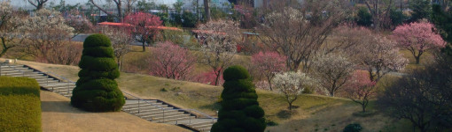 「桜」開花情報