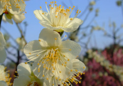 「梅」開花情報