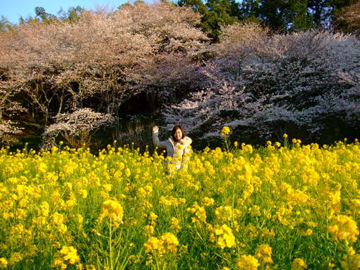 明日、夜桜生中継「テレビ静岡」放映