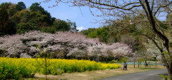 「桜」満開！！