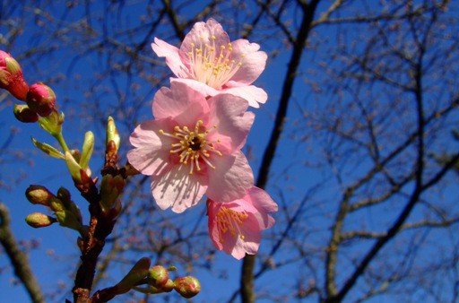 春を呼ぶ「舘山寺桜」咲く！