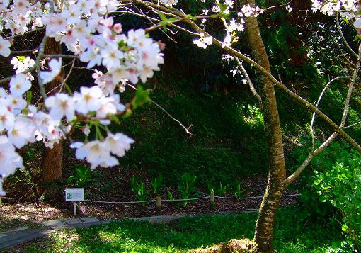 尾瀬より一足早い春「ミズバショウ」開花