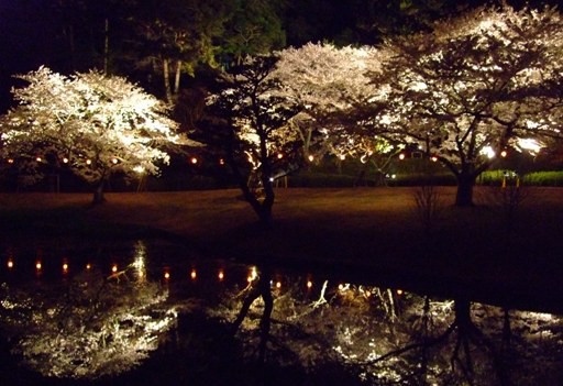 夜桜　五景