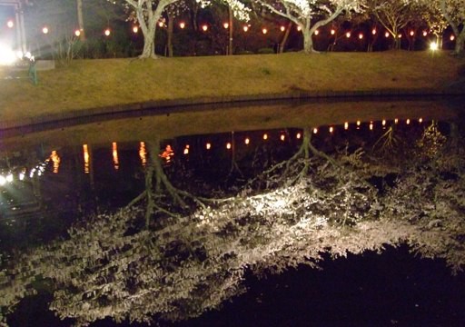 夜桜　五景