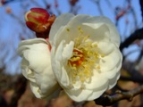 早咲きの「梅」開花情報