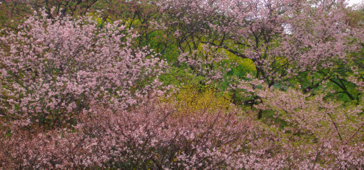 《稗搗き節》♪庭のサンシュユの木～