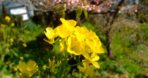 春の花　ナノハナ・レンゲソウ・タンポポ