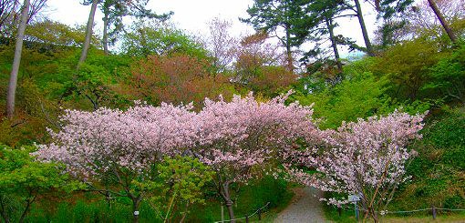 「桜」リレー情報