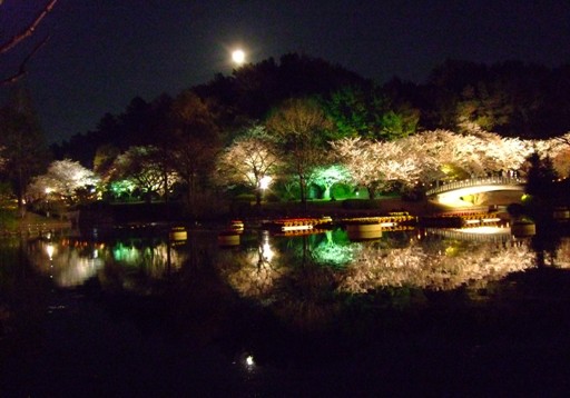 水面に映る 月と夜桜 はままつフラワーパーク最新情報