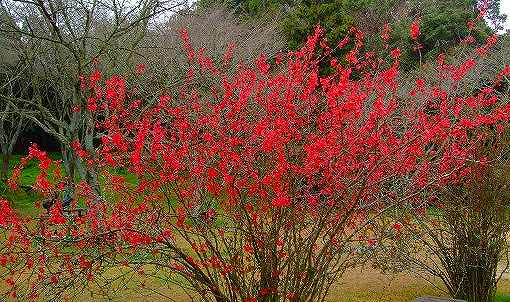 春の花木