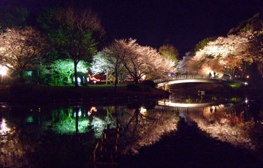 水面に映る「月と夜桜」