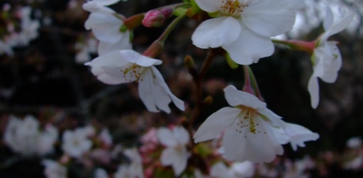 今日の❀さくら情報❀＜３月２３日現在＞