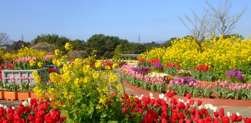 《梅＆早咲きの桜》見頃迎える