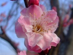 「梅＆桜」の開花情報