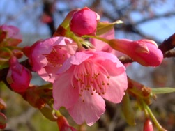 「梅＆桜」の開花情報