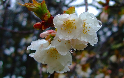 今日の❀さくら情報❀＜３月２５日現在＞