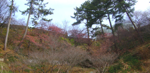 ≪梅＆舘山寺桜≫と≪福寿草≫