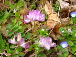 《梅＆早咲きの桜》見頃迎える
