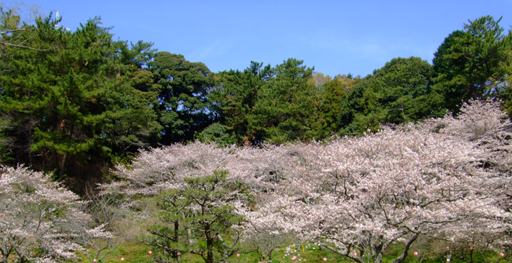 今日の❀さくら情報❀＜３月２９日現在＞