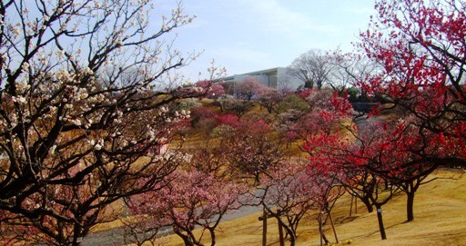 春を満喫！　早咲きの「桜」＆「梅」