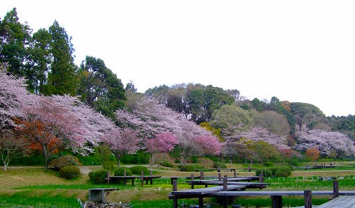 満開！！今日の❀さくら情報❀＜４月５日現在＞