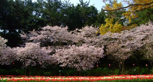 満開！！今日の❀さくら情報❀＜４月７日現在＞